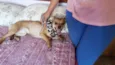 Pipoca