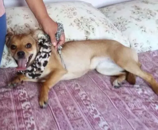 Cachorro ra a Pinscher idade 1 ano nome Pipoca