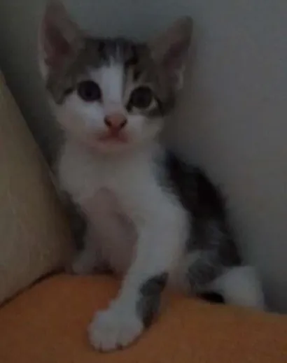 Gato raça Não definida idade Abaixo de 2 meses nome Pretinha e Rajado