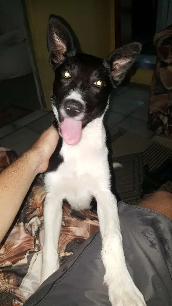 Cachorro ra a Border Colin pelo curto com pedigree idade 2 a 6 meses nome NINA