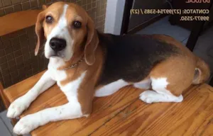 Cachorro raça Beagle idade 6 ou mais anos nome Thor