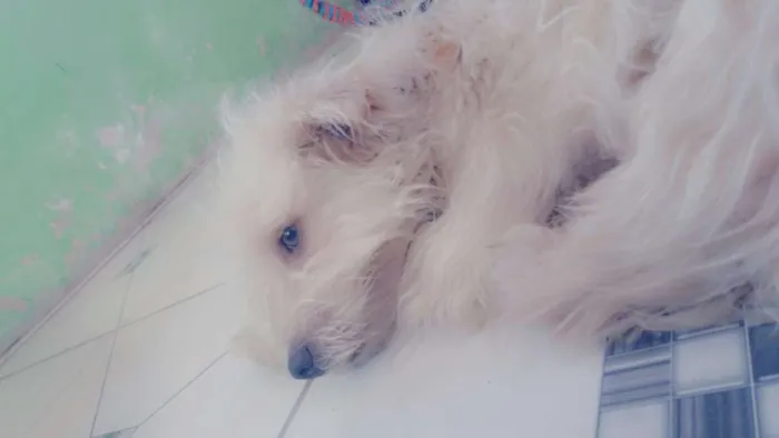 Cachorro ra a Pudo  idade 2 a 6 meses nome Bolinha