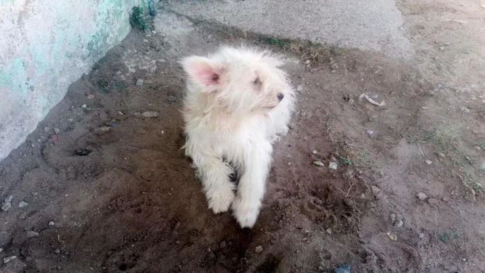 Cachorro ra a Pudo  idade 2 a 6 meses nome Bolinha