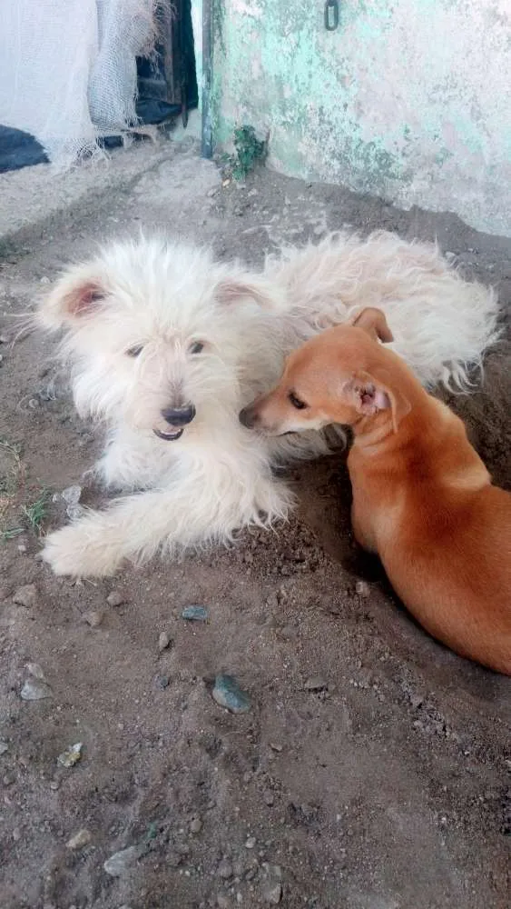 Cachorro ra a Pudo  idade 2 a 6 meses nome Bolinha