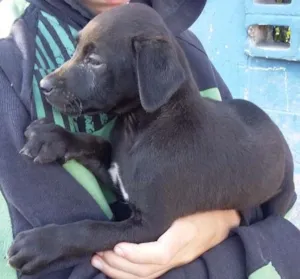 Cachorro raça Srd idade 2 a 6 meses nome S nome