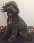 Bidú