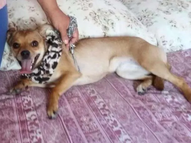 Cachorro ra a Pinscher idade 1 ano nome Pipoca