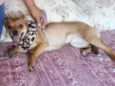 Pipoca