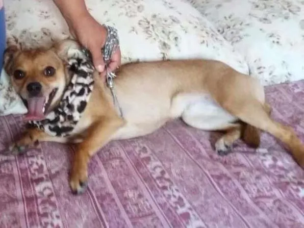 Cachorro ra a Pinscher idade 1 ano nome Pipoca