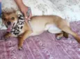 Pipoca
