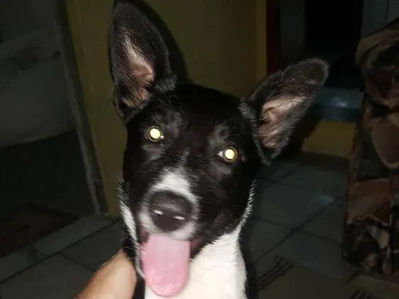 Cachorro ra a Border Colin pelo curto com pedigree idade 2 a 6 meses nome NINA