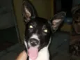NINA