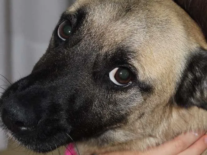 Cachorro ra a Vira Lata idade 4 anos nome Tobby