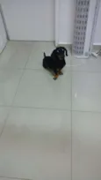 Salsi