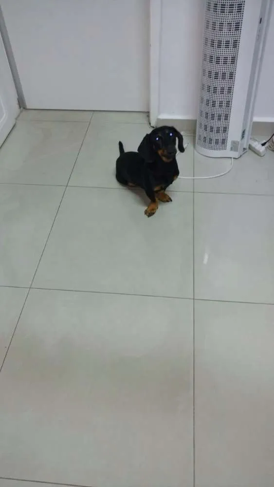 Cachorro ra a Salsicha idade 1 ano nome Salsi