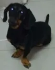 Salsi