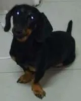 Cachorro raça Salsicha idade 1 ano nome Salsi