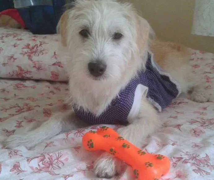 Cachorro ra a Srd  idade 7 a 11 meses nome Meg