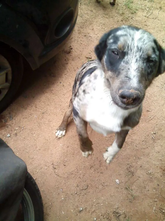 Cachorro ra a SRD idade 7 a 11 meses nome Spayke