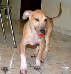 Cachorro raça SRD idade 2 a 6 meses nome Esperança