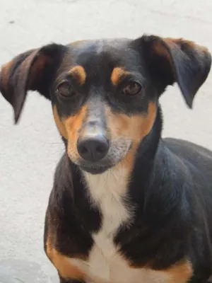 Cachorro raça Viralata idade 5 anos nome July