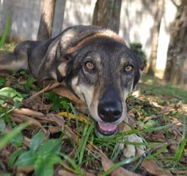 Cachorro raça SRD idade 6 ou mais anos nome RONALDO, Um fenômeno! 