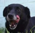 CHAPLIN - Fofíssimo!
