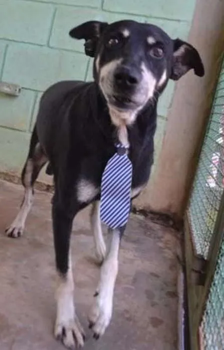 Cachorro ra a SRD idade 5 anos nome CAFÉ, um anjo!