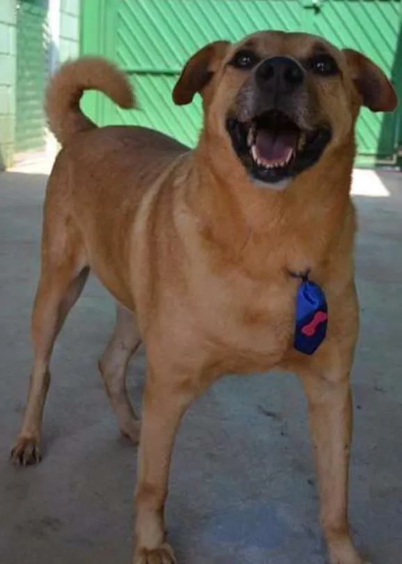 Cachorro ra a SRD idade 6 ou mais anos nome JOHNY - Um cara fofo!