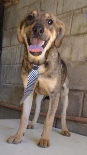 Cachorro raça SRD idade 7 a 11 meses nome NETO, uma fofura!