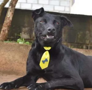 Cachorro raça SRD idade 6 ou mais anos nome BONGO, fofo e meigo