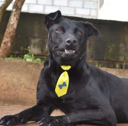 Cachorro ra a SRD idade 6 ou mais anos nome BONGO, fofo e meigo