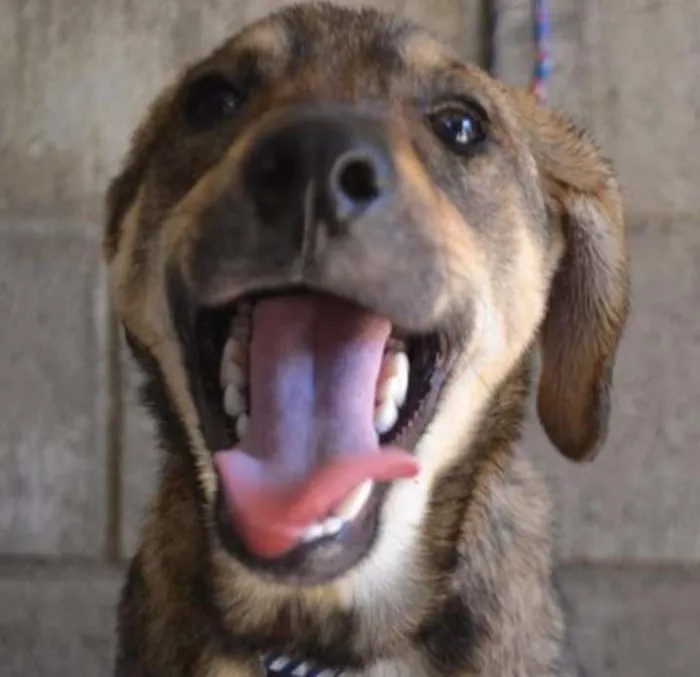 Cachorro ra a SRD idade 7 a 11 meses nome NETO, baby!