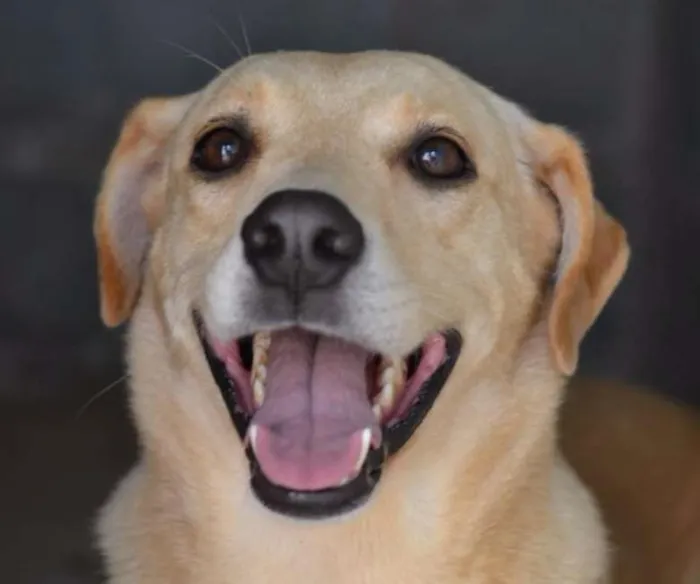 Cachorro ra a SRD idade 5 anos nome MARLEY, O mais lindã
