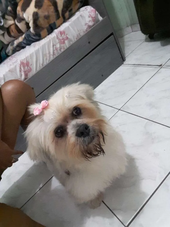 Cachorro raça Shih tzu idade 7 a 11 meses nome Lili