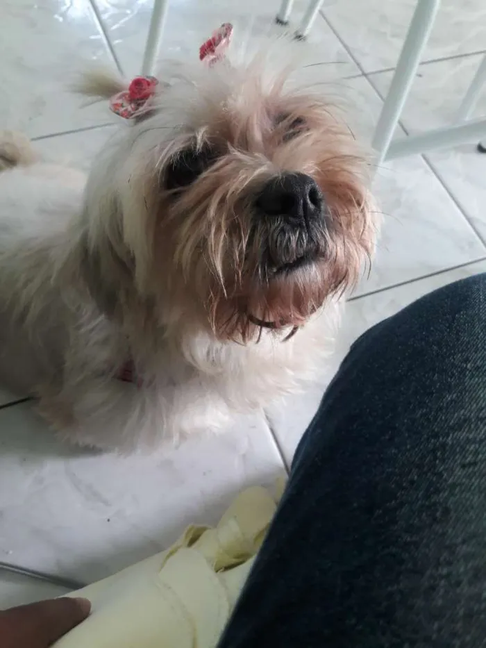 Cachorro raça Shih tzu idade 7 a 11 meses nome Lili
