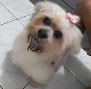 Cachorro raça Shih tzu idade 7 a 11 meses nome Lili