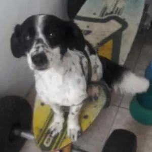 Cachorro raça Boder Coller idade 2 anos nome THOR