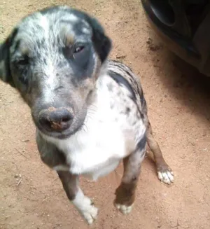 Cachorro raça SRD idade 7 a 11 meses nome Spayke
