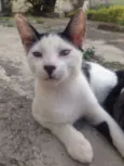 Branquinho