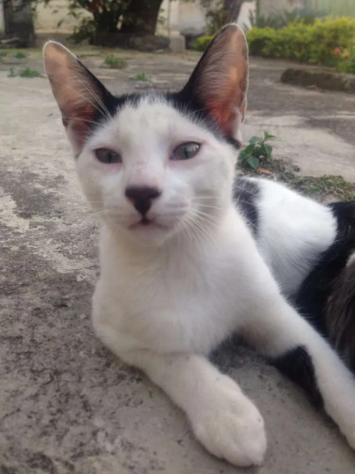 Gato raça  idade  nome Branquinho