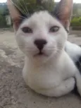 Branquinho