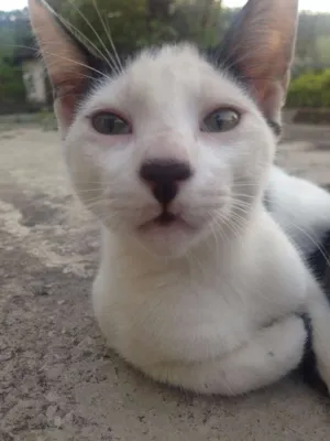 Gato raça  idade  nome Branquinho