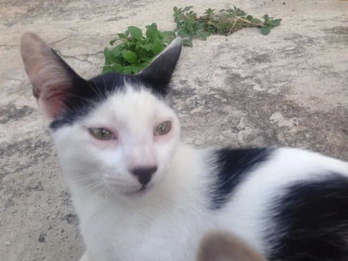 Gato raça  idade  nome Branquinho