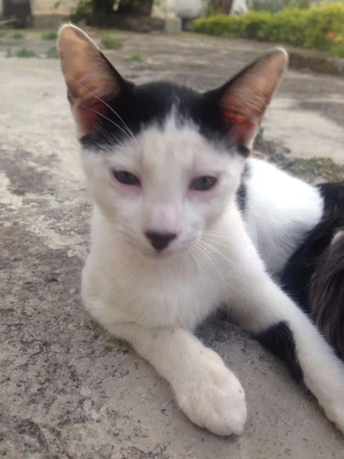 Gato raça  idade  nome Branquinho