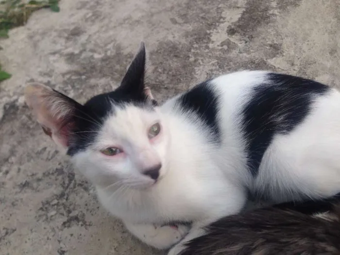 Gato raça  idade  nome Branquinho