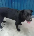 negão
