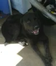 negão
