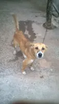 suzi