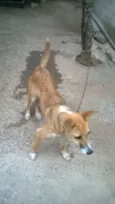 suzi